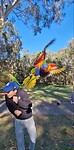 Vogels voeren