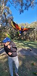 Vogels voeren