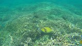 Snorkelen bij Pigeon Island