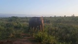 Udawalawe National Park
