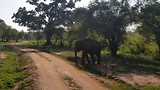 Udawalawe National Park