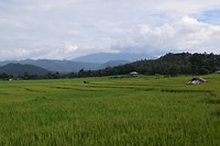 De rijstvelden in Pai