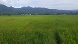 Rijstvelden in Pai