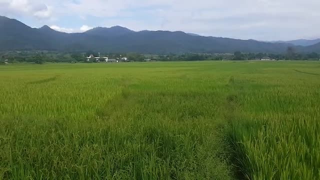 Rijstvelden in Pai