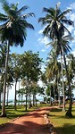 Palmbomen
