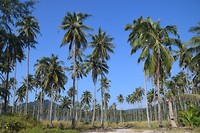 Overal palmbomen