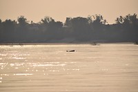 Irrawaddy dolfijn