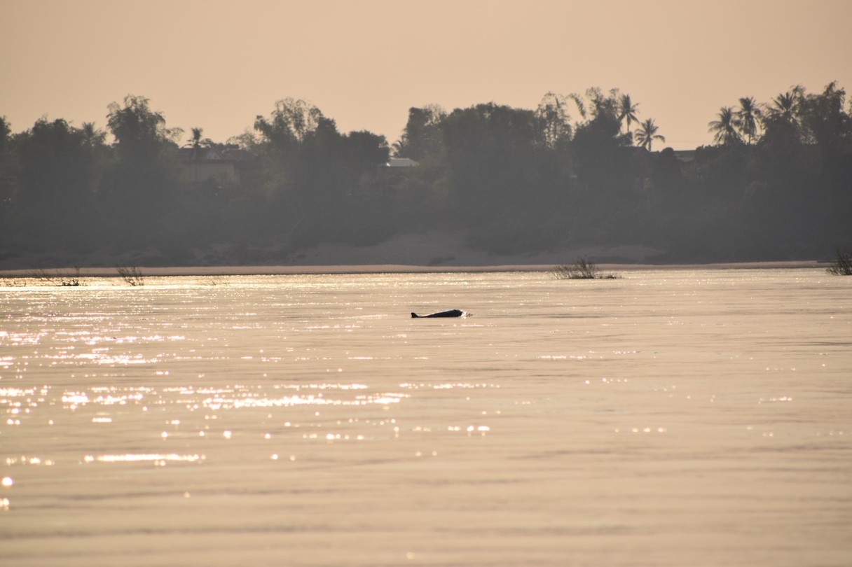 Irrawaddy dolfijn