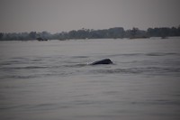 Irrawaddy dolfijn