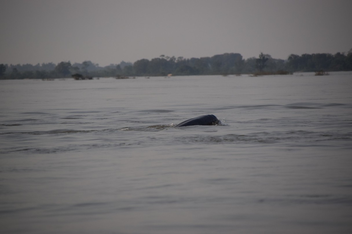 Irrawaddy dolfijn