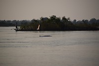 Irrawaddy dolfijn