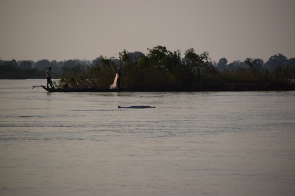 Irrawaddy dolfijn