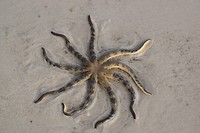 Door de harde wind spoelt er van alles aan op het strand, waaronder deze enorme zeester