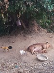 Overal lopen er dieren hier