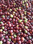 Koffieplantage