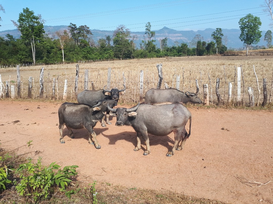Buffels