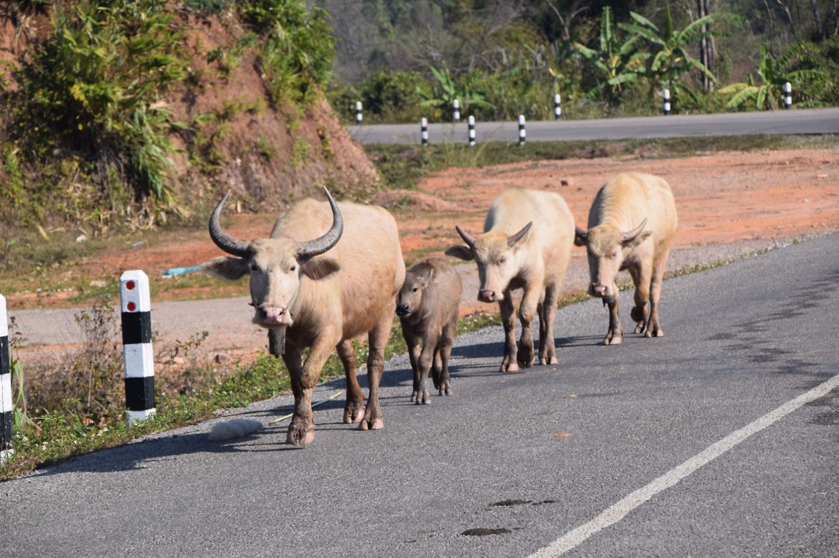 Thakhek loop