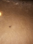 Insecten in de grot, Aine blij...!