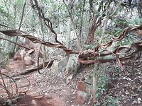 Jungle