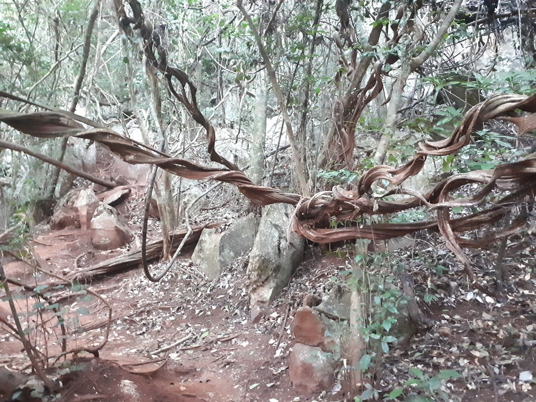 Jungle
