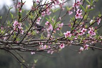 Sapa