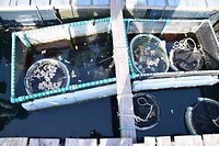 Fish farm
