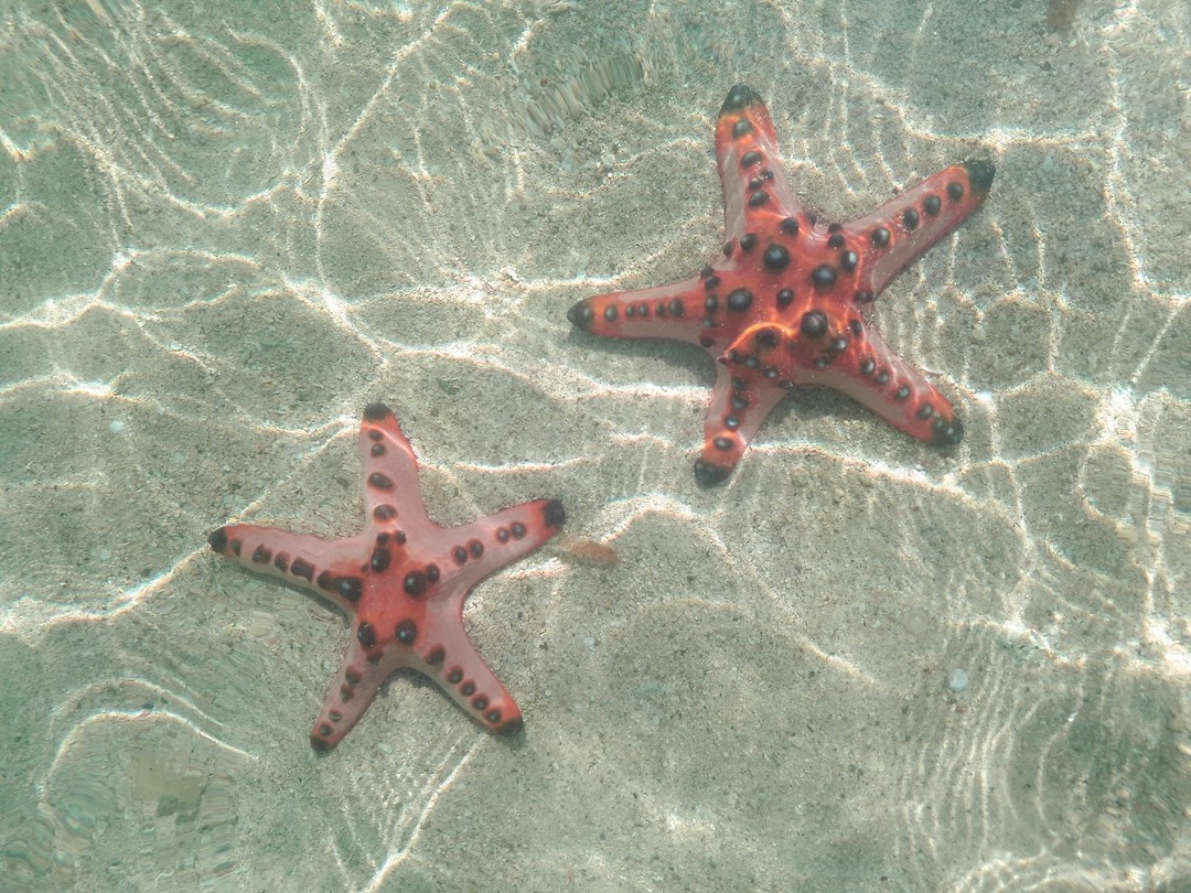 Enorme zeesterren (iets groter dan je hand)