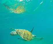 Jaaa schildpad gespot!