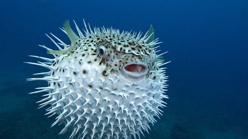 Pufferfish Foto Walt en On’s reisblog
