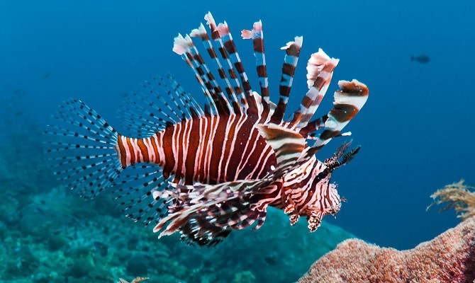 Lionfish