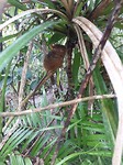 Tarsier