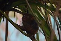 Tarsier