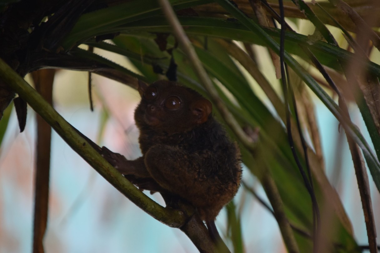 Tarsier