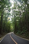 Bohol