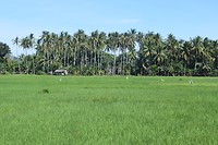 Siquijor