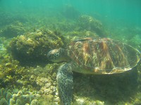Schildpad
