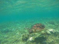 Schildpad