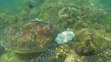 Schildpad