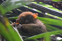Tarsier