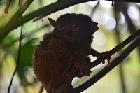 Tarsier