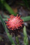 Botanische tuinen