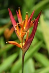 Botanische tuinen