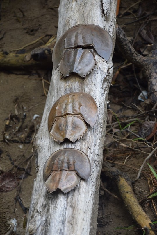 Bako National Park