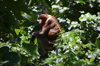 Bako National Park