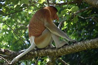 Bako National Park