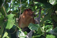 Bako National Park