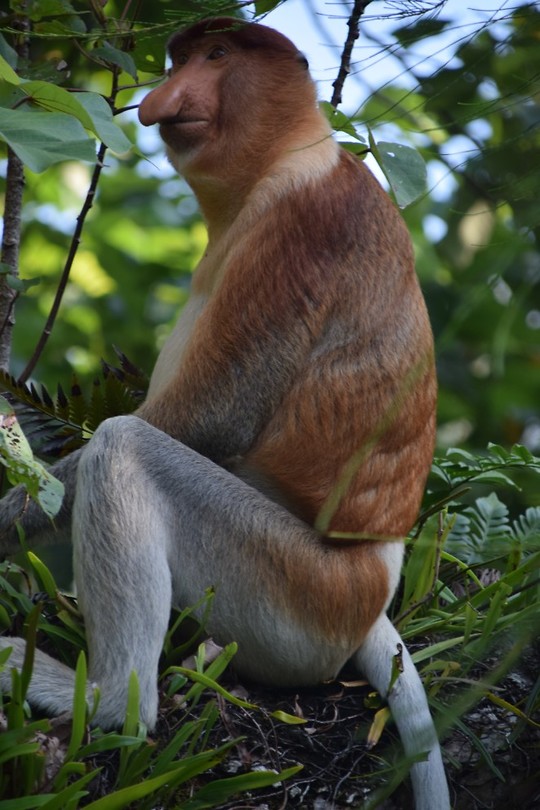 Bako National Park