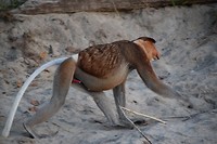 Bako National Park
