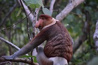 Bako National Park