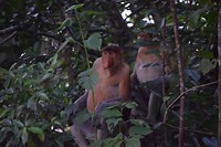 Bako National Park